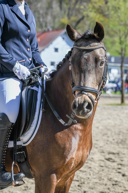 了后卫球员 了后卫球员